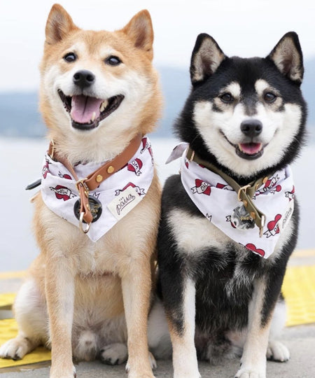 The-Paws-bandana-pour-chien-dog-dad