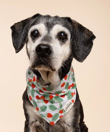 The-Paws-bandana-pour-chien-fraise