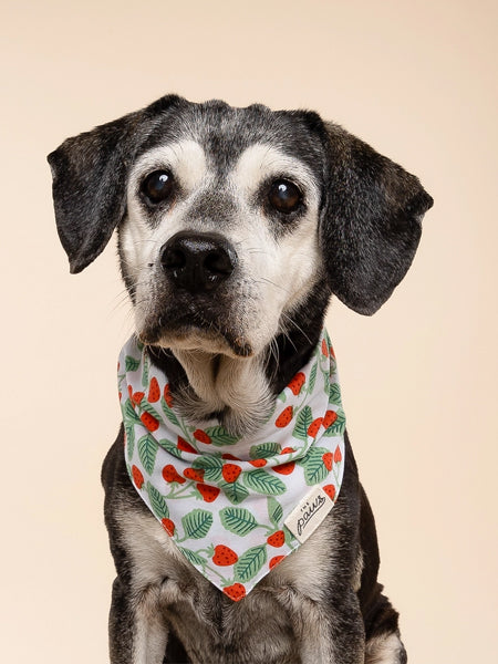 The-Paws-bandana-pour-chien-fraise