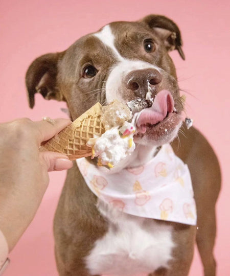 The-Paws-bandana-pour-chien-Blossom