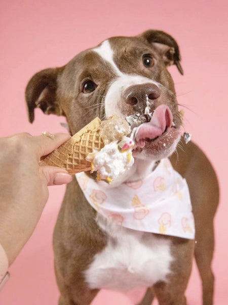The-Paws-bandana-pour-chien-Blossom