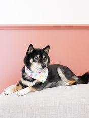 The-Paws-bandana-pour-chien-gummi