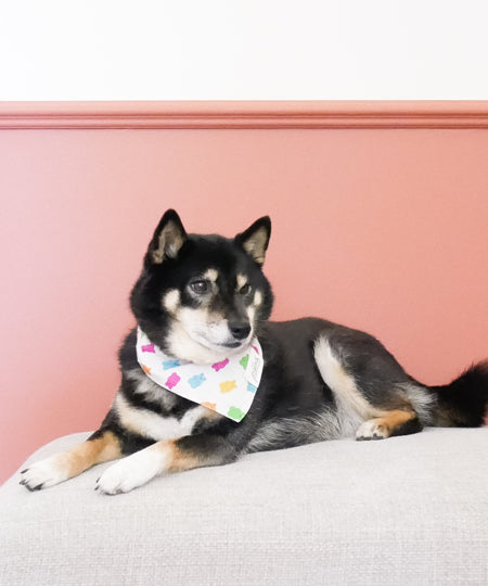 The-Paws-bandana-pour-chien-gummi