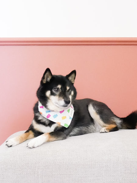 The-Paws-bandana-pour-chien-gummi