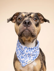 The-Paws-bandana-pour-chien-jo
