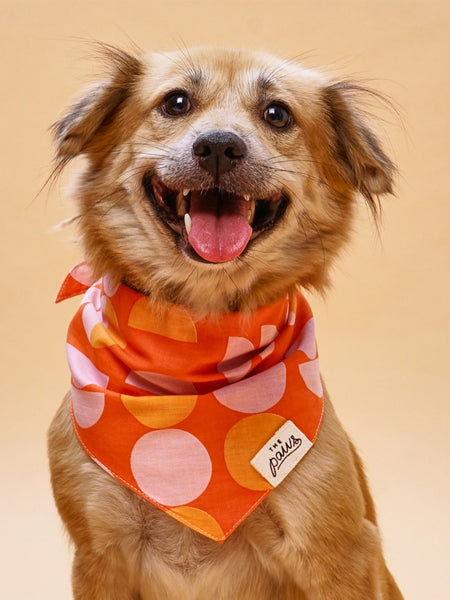 The-Paws-bandana-pour-chien-judy