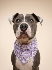 The-Paws-bandana-pour-chien-lapin