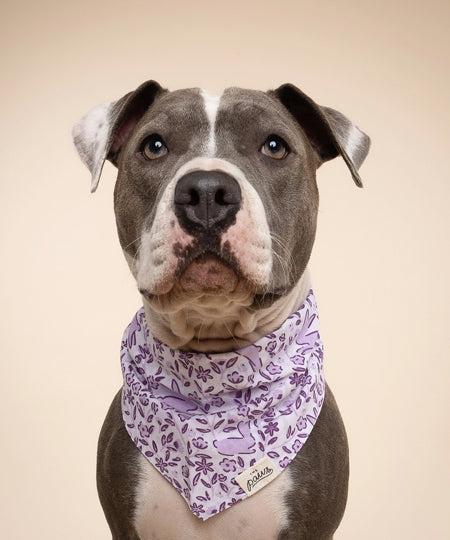 The-Paws-bandana-pour-chien-lapin