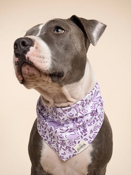 The-Paws-bandana-pour-chien-lapin