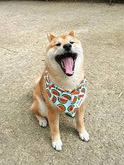 The-Paws-bandana-pour-chien-melon-pasteque