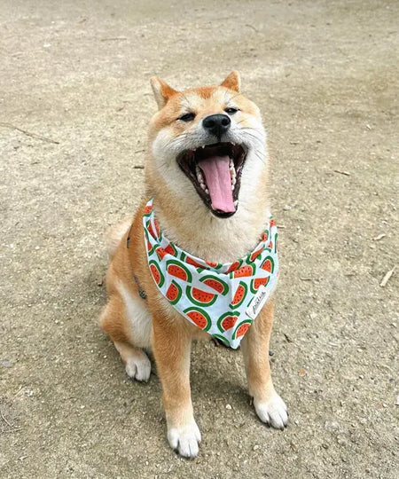 The-Paws-bandana-pour-chien-melon-pasteque