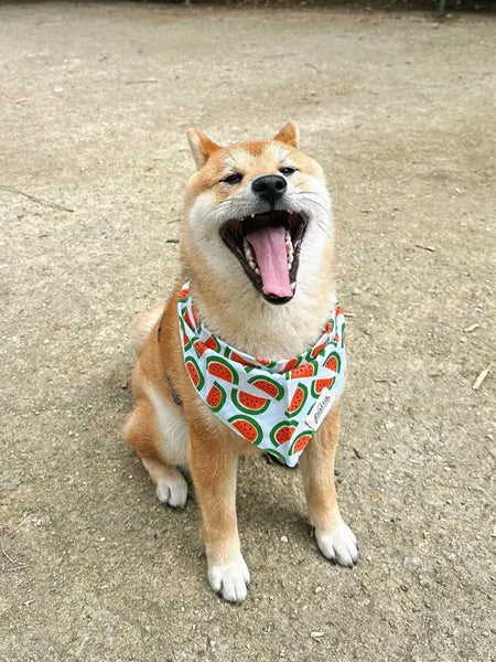 The-Paws-bandana-pour-chien-melon-pasteque