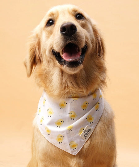 The-Paws-bandana-pour-chien-poussin
