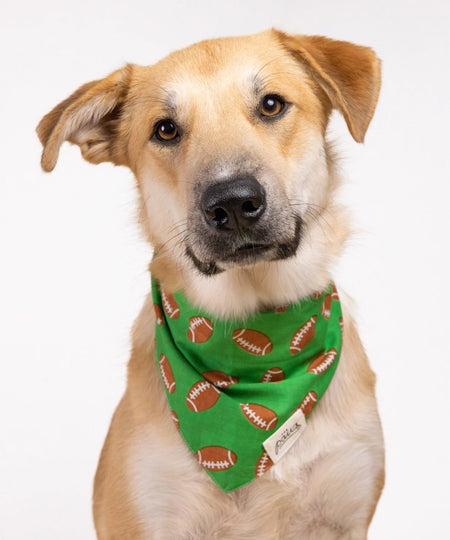 The-Paws-bandana-pour-chien-rugby-Defender