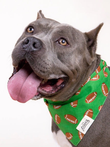 The-Paws-bandana-pour-chien-rugby-Defender