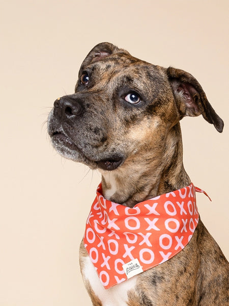 The-Paws-bandana-pour-chien-saint-valentin-xo-xo