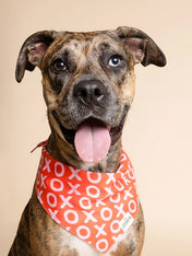 The-Paws-bandana-pour-chien-saint-valentin-xo-xo