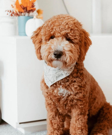 The-Paws-bandana-pour-chien-toile-araignee-Bitsy