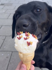 Wzis-friandise-vegan-pour-chien-Postman-Roast-boite