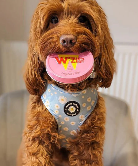 Wzis-friandise-vegan-pour-chien-Lamp-Post-Chips-boite