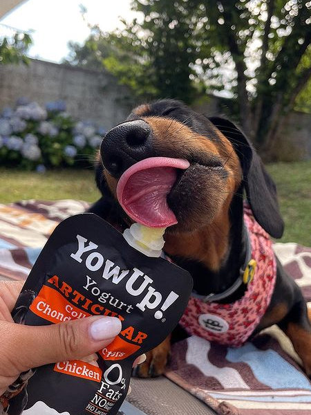 Yowup-Yahourtpour-chien-prebiotics-collagen-articulation-poulet