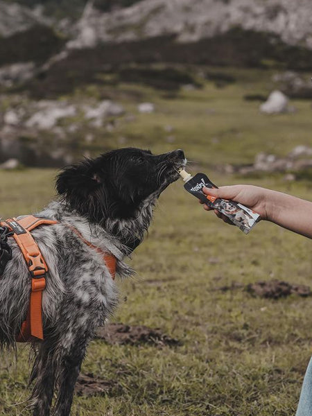 Yowup-Yahourtpour-chien-prebiotics-collagen-articulation-poulet