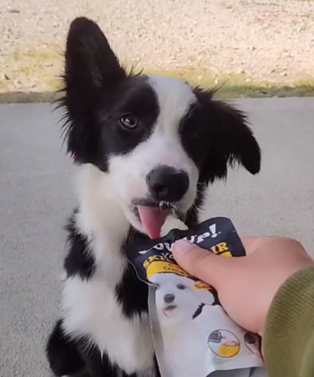 Yowup-Yahourtpour-chien-prebiotics-collagen-omega-3-6-saumon