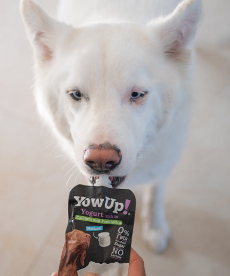 Yowup-Yahourtpour-chien-prebiotics-naturel