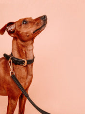 barkalot-sellerie-vegan-design-chien-collier-noir
