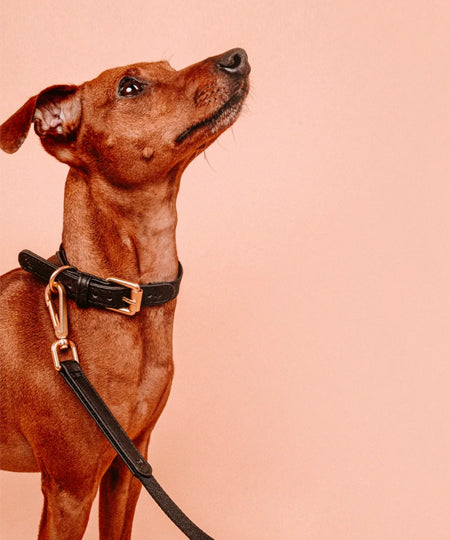 barkalot-sellerie-vegan-design-chien-collier-noir