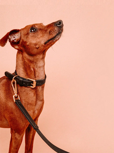 barkalot-sellerie-vegan-design-chien-collier-noir