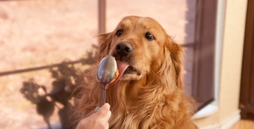 beurre de cacahuète pour chien inooko