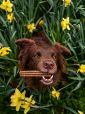brit-stick-dentaire-naturelles-pour-chien-calme