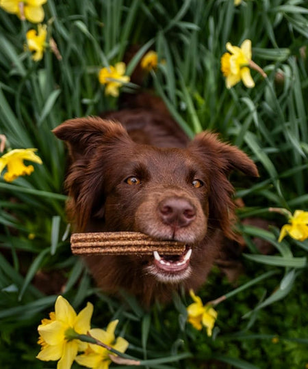 brit-stick-dentaire-naturelles-pour-chien-calme