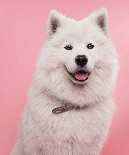 burbur-apres-shampoing-sans-rincage-naturel-pour-chien