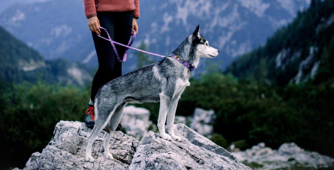 collier pour chien  et chiot inooko