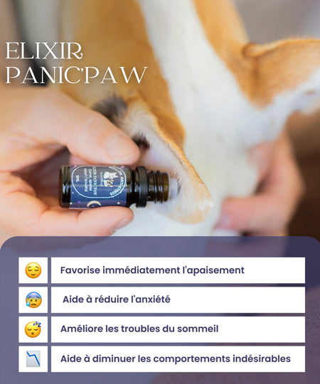 dexter-et-mango-soins-pour-chien-Roll-on-anti-stress-pour-chien-Panic_paw-elixir-de-serenite