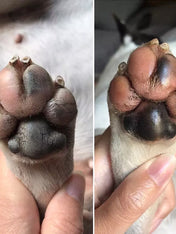 dexter-et-mango-soins-pour-chien-stitck-baume-coussinet