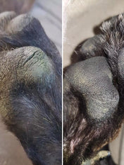 dexter-et-mango-soins-pour-chien-stitck-baume-coussinet