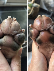 dexter-et-mango-soins-pour-chien-stitck-baume-coussinet