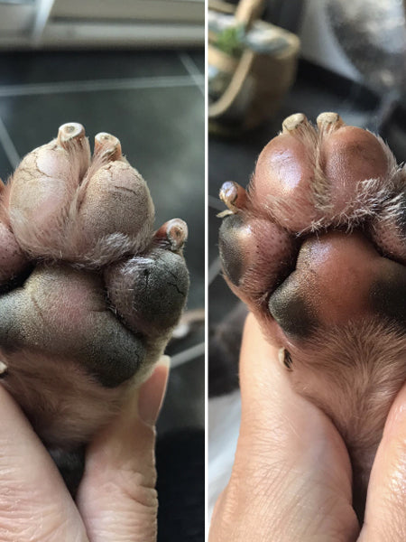 dexter-et-mango-soins-pour-chien-stitck-baume-coussinet