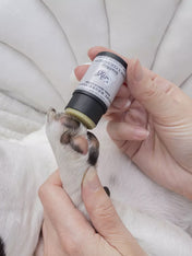 dexter-et-mango-soins-pour-chien-stitck-baume-coussinet