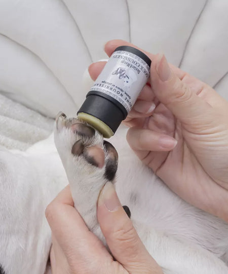 dexter-et-mango-soins-pour-chien-stitck-baume-coussinet