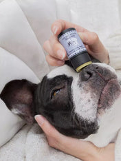 dexter-et-mango-soins-pour-chien-stitck-baume-truffe