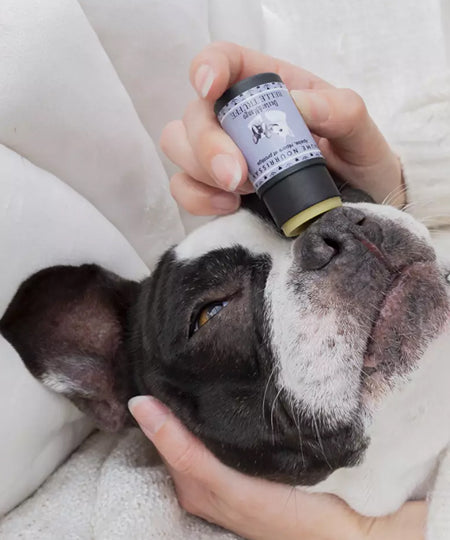 dexter-et-mango-soins-pour-chien-stitck-baume-truffe