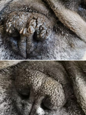 dexter-et-mango-soins-pour-chien-stitck-baume-truffe