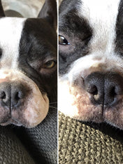 dexter-et-mango-soins-pour-chien-stitck-baume-truffe