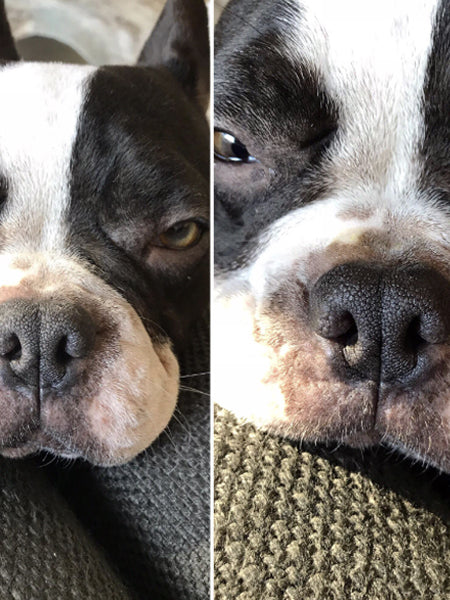 dexter-et-mango-soins-pour-chien-stitck-baume-truffe