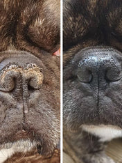 dexter-et-mango-soins-pour-chien-stitck-baume-truffe