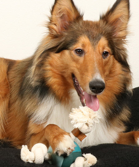 jouet-balle-corde-pour-chien-chiot-Levi-lagoon